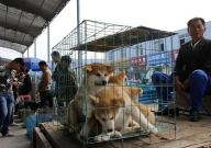 長沙最大狗市場在哪里（交易市場）